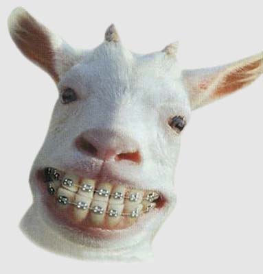 CHEVRE.jpg (11540 octets)